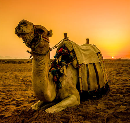 Take the time to ride a camel